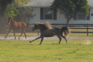 10-Acre Homesite in the Equestrian Community of Sarasota Ranch Club, Sarasota, Manatee County, Florida