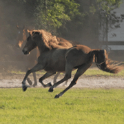 Equestrian Sports at Full Gallop in Sarasota