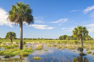 Wetlands